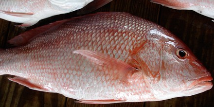 How to Filet Red Snapper