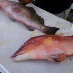 Cleaning Fish