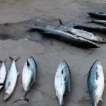 Tuna Fishing with Fish Jumanji