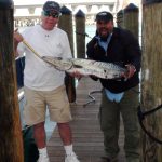 Classic Kingfish