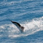 Sailfish Miami