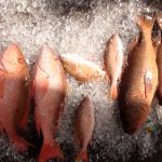 Snapper Fishing