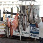 Classic Fish Jumanji Charter
