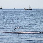 Streaked Shearwater