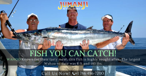 Surefire tips to catch kingfish in Miami