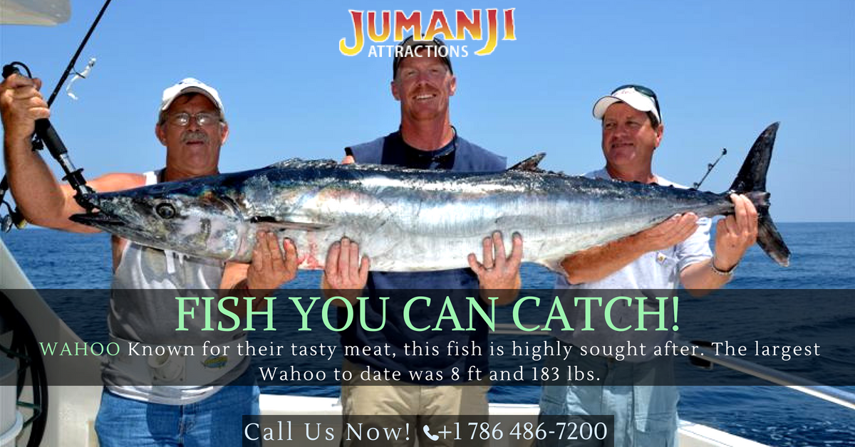 Surefire tips to catch kingfish in Miami