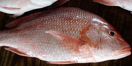 How to Fillet Red Snapper Jumanji Attractions