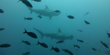 Catch a Hammerhead Shark