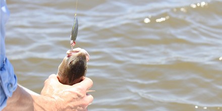 Top Fishing Knots