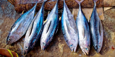 Tuna Fishing Guide