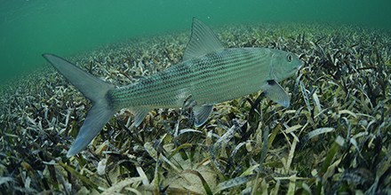 Catching Bonefish