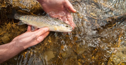 Catch and Release Fishing The Basics