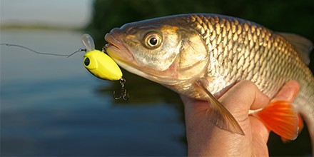 Fishing with Soft Plastic Baits