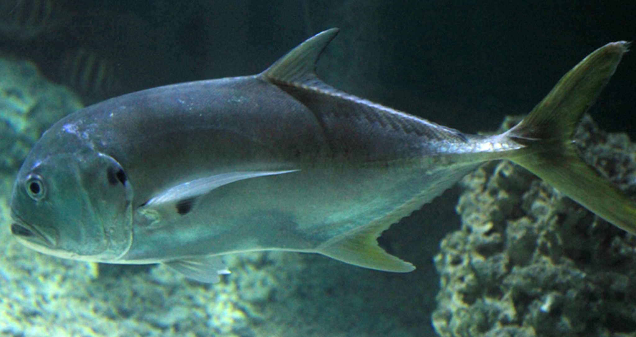 Crevalle Jack