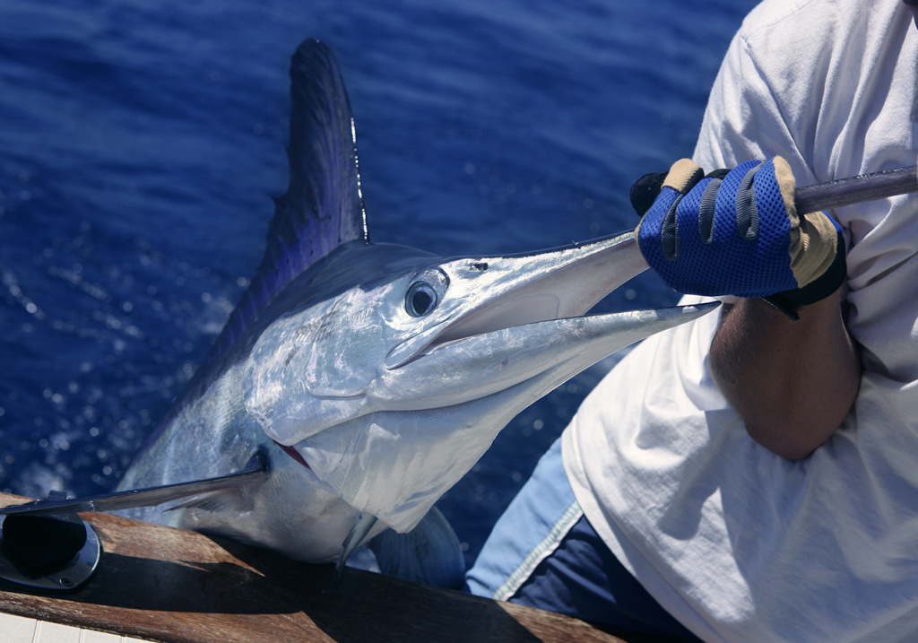 Deep Sea Fishing Charters