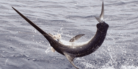 Experience Deep Sea Fishing in St. Augustine