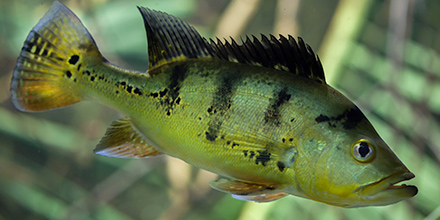 Peacock Bass in Florida