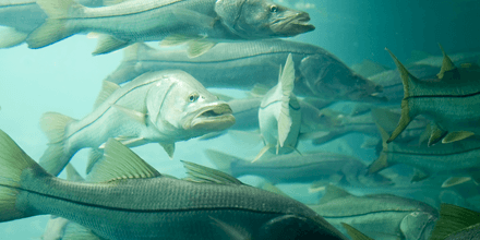 Fishing Snook from Shore